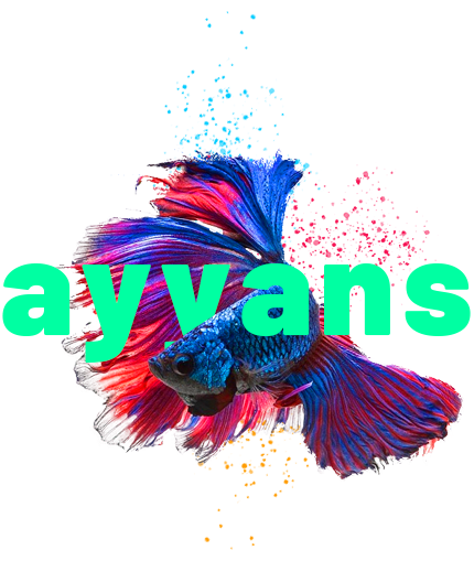ayyans web designer 